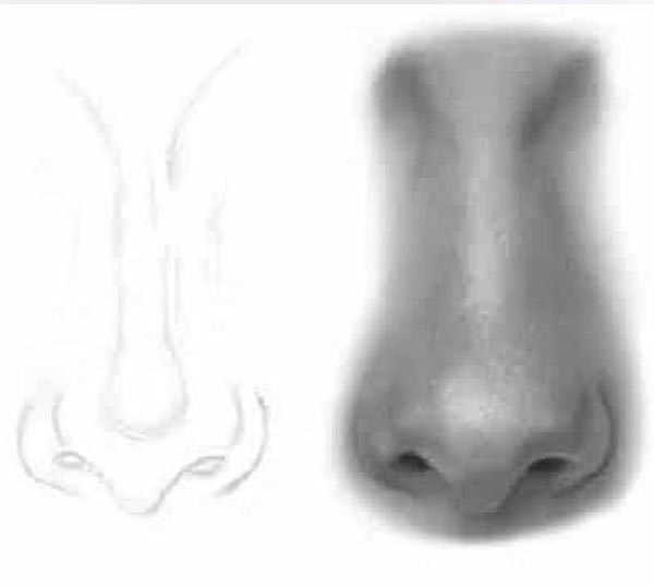 How to Draw a Realistic Nose
