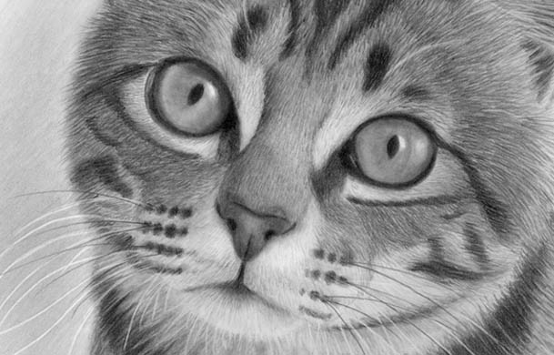 Drawing Realism In Pencil