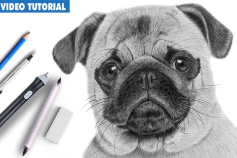 How to Draw a Realistic Dog - Pug